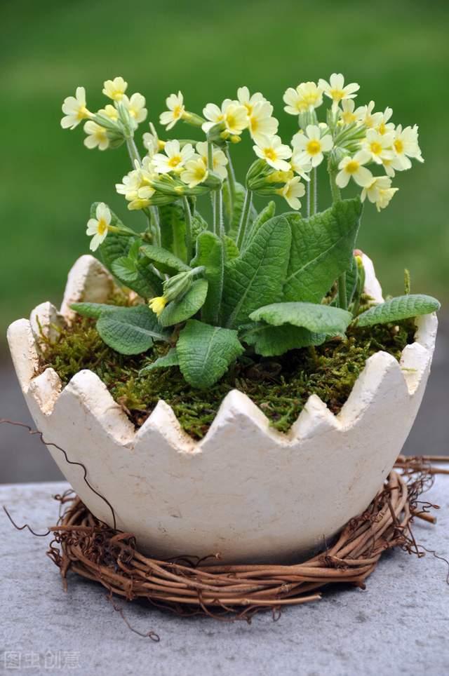 专属生日花 花语查询 反映性格和爱情 快来看看您的