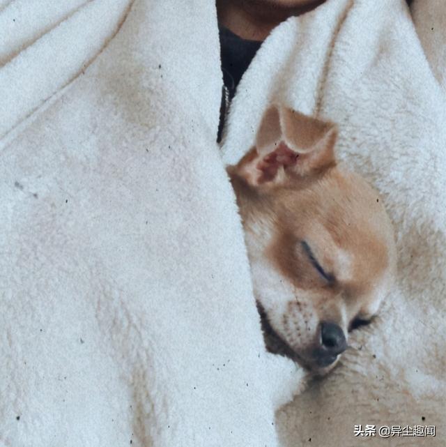 张烦恼全消的 动物熟睡照 猫跟老鼠居然也可以一起