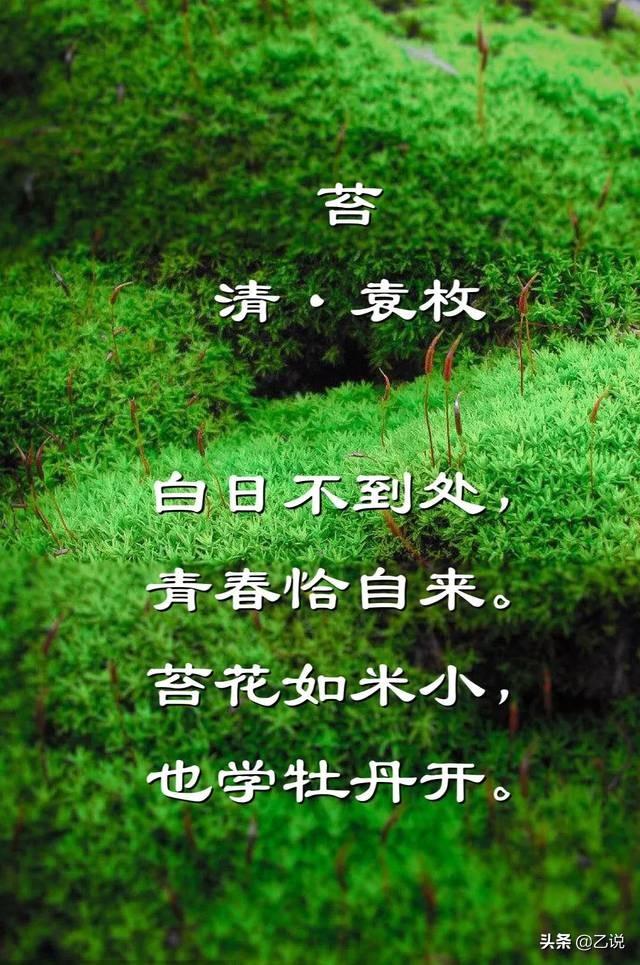 苔花如米小 也学牡丹开 袁枚的一首小诗为何