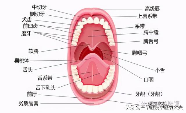 迈入中医之门第70篇 中医视角解读 牙痛论治