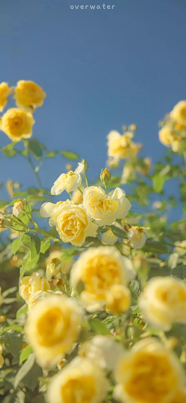 希望这个夏天有惊喜有心动有人陪你吹晚风 春夏清新