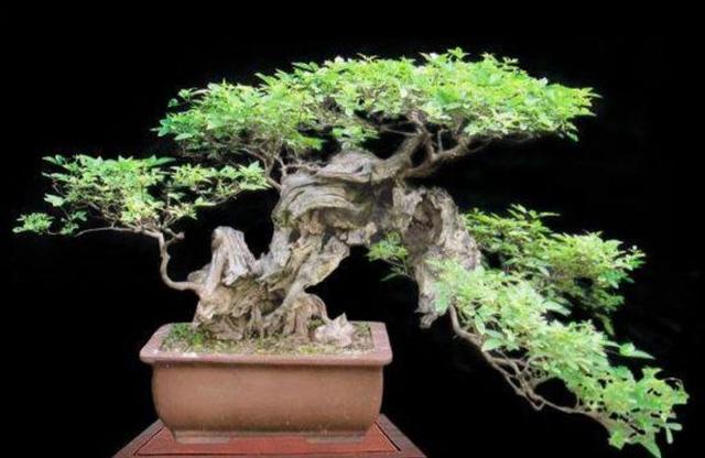 山上的 黄荆疙瘩 做成盆景 古朴苍劲枝叶扶疏 观赏性强