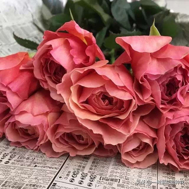 12种有挥发性香味的月季 其优缺点 我详细为你道