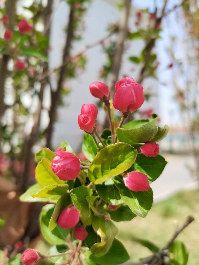 柳绿花红春意浓