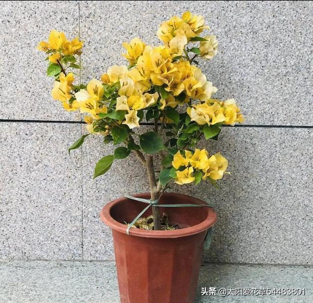 三角梅有6怕 做错了光长叶子不开花 避开了