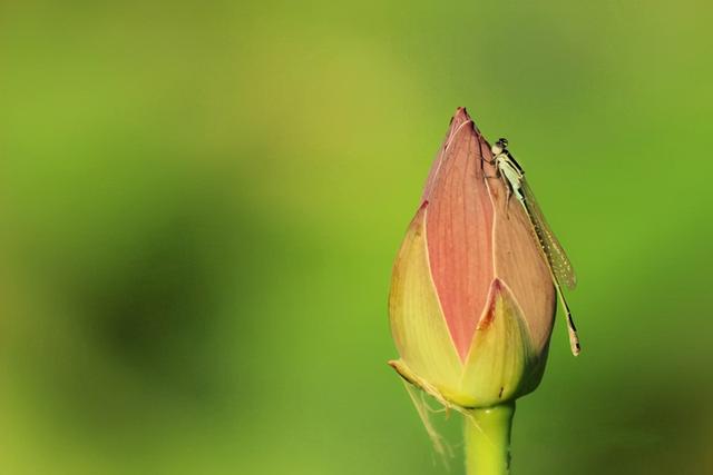 风过荷影动冬韵巴音布鲁克 今日头条