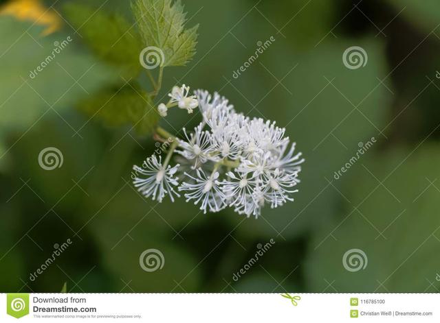 每人都有专属生日花 生日花有独特的含义 7 9月 每人都有专属生日花 生日花有独特的含义 7 9月