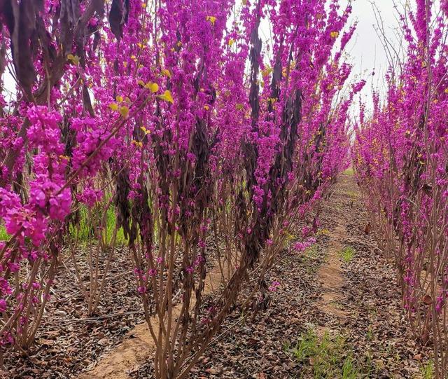 紫花葳蕤映天光 三田分荆美名扬 今日头条