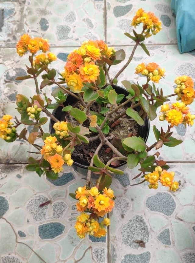 长寿花 夏必死 做好 一字 操作 根系有劲 继续绽放群花