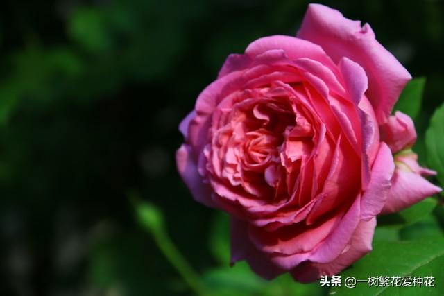 12种有挥发性香味的月季 其优缺点 我详细为你道