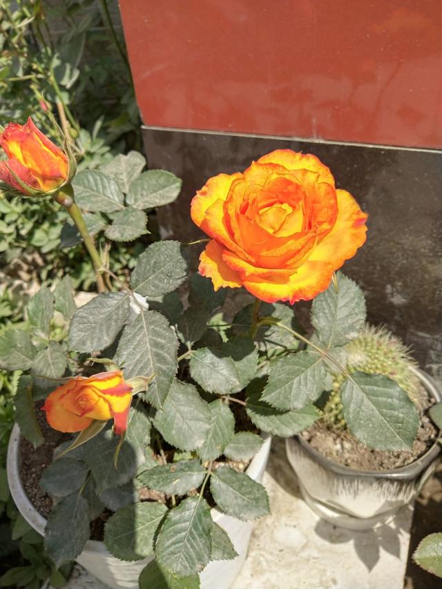 给花用点 小豆豆 花吃了呼呼长 花苞一个接着一个