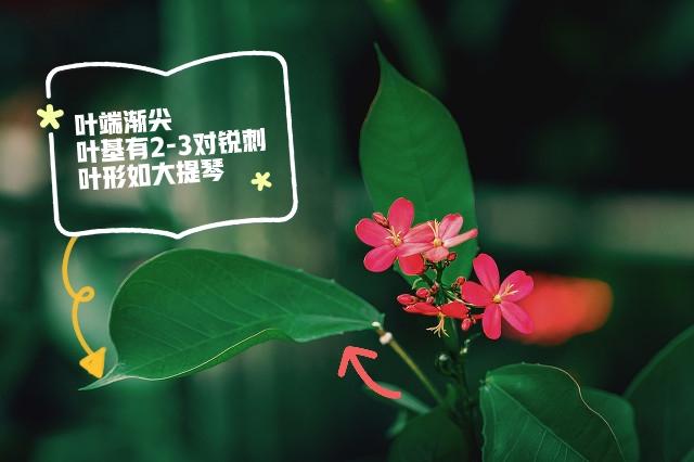 华南地区常见的100种植物