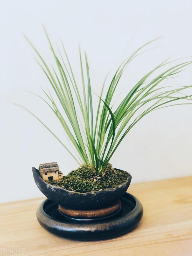 野外常见的野草菖蒲 被称为 最有禅意的植物 美得