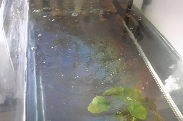 草缸水面漂浮的油膜 对鱼儿有害吗 草缸水面漂浮的油膜 对鱼儿有害吗
