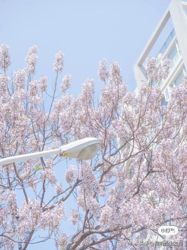 3月的金兰路粉粉粉粉粉粉粉粉了