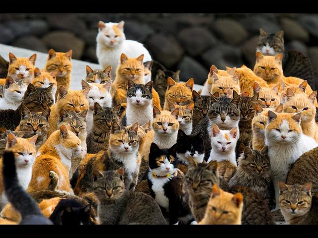 厦门猫街与日本猫岛 台湾猫村有什么不同 这样做翻