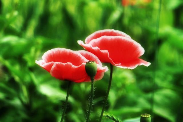 虞美人草花开浅夏 泰安南湖公园拍摄