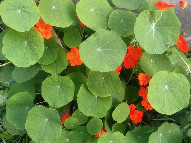 给花用点 小豆豆 花吃了呼呼长 花苞一个接着一个