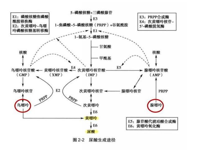 当代年轻人为什么尿酸会高