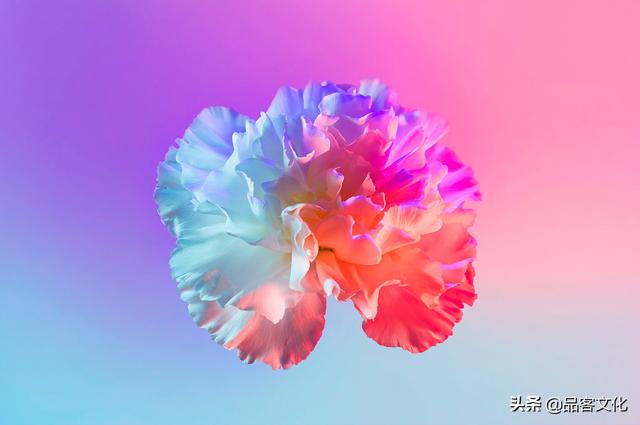 美到窒息的霓虹色鲜花 美到窒息的霓虹色鲜花