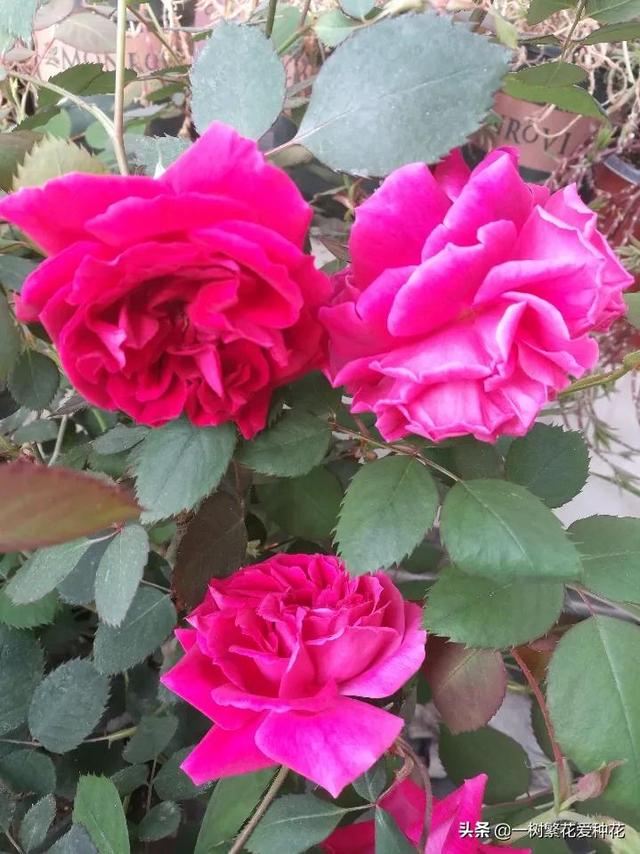 12种有挥发性香味的月季 其优缺点 我详细为你道