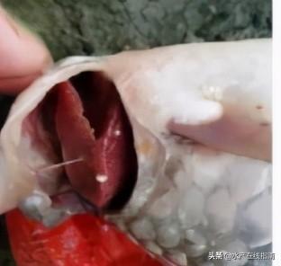 这几种鱼类常见寄生虫 你都了解了吗
