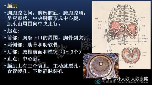 肩胛骨疼痛与呼吸模式异常正在危害你的健康 网易订阅