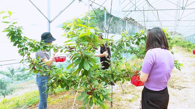 车厘子高山种五年栽培挂枝头