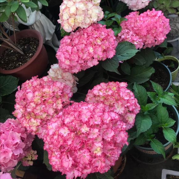 5种漂亮花 6月不修剪 白养一整年 剪得狠