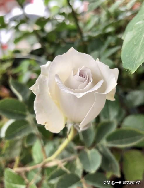 12种有挥发性香味的月季 其优缺点 我详细为你道