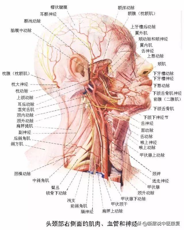 目前最完整的颈部解剖图谱 肌肉 血管 神经全都有