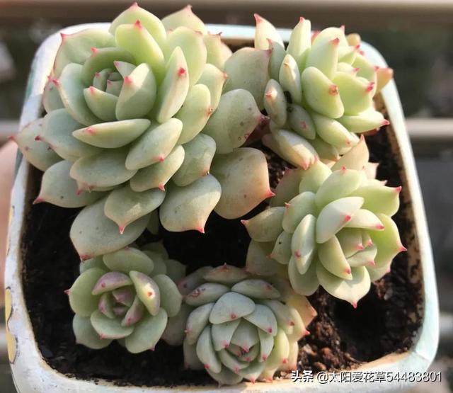 春天 多肉叶插苗有6怕 避开了小肉肉才会逐渐长大