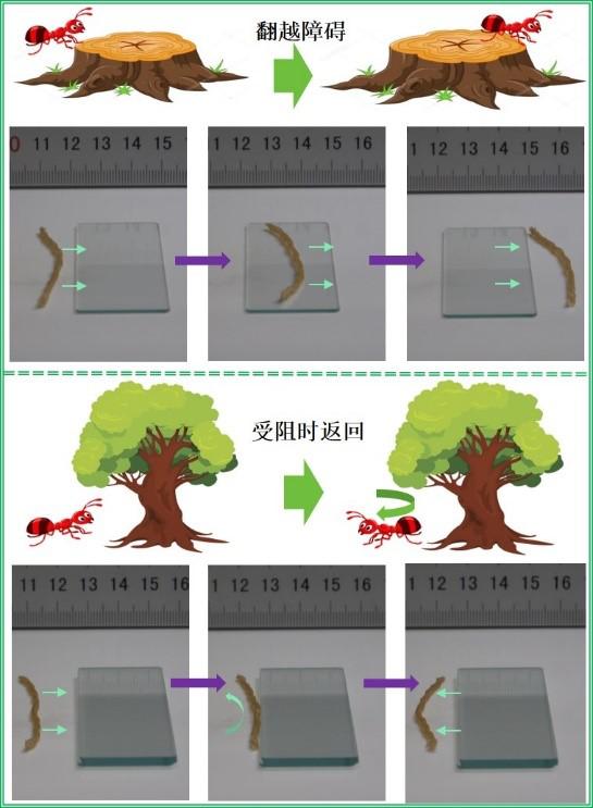 4D打印软体机器人：打印出来即可工作