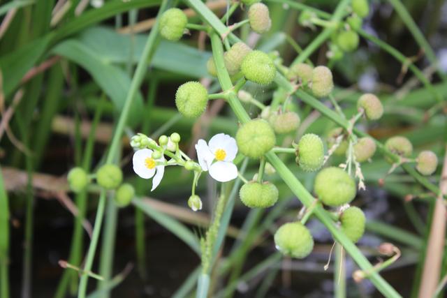 植物与中药 慈姑