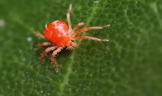 养花不懂处理这5种害虫 花只能等死了