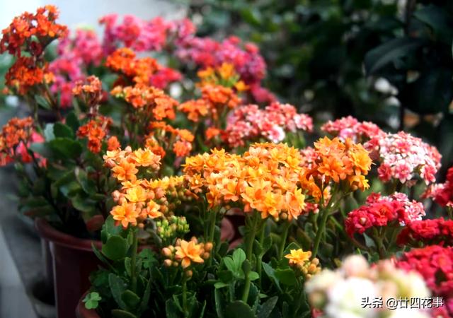 长寿花5月花期结束 休眠前准备3点 9月多分花芽 入冬花量翻倍