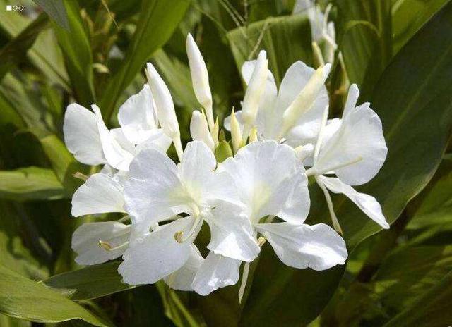 姜花 可不是普通的 野花 它的身份让你 惊掉 下巴