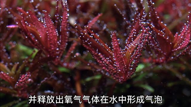 水草冒泡泡 做好这几点泡泡也能爆缸