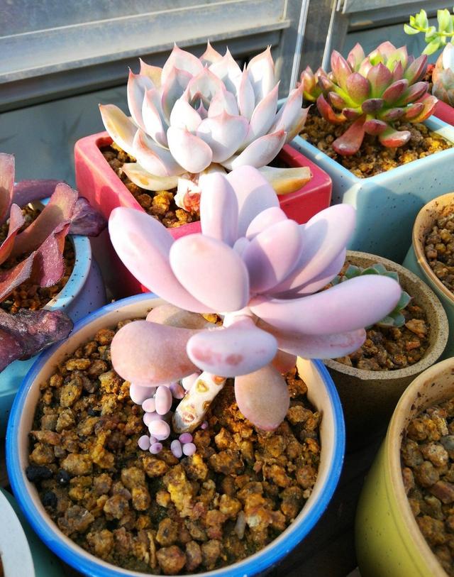 很强悍的3种多肉植物 不惧高温 夏天也能生长 有的还能开花